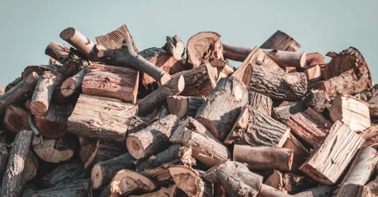 découvrez notre plateforme dédiée à l'énergie biomasse, une solution durable pour exploiter les ressources naturelles et produire de l'énergie renouvelable.