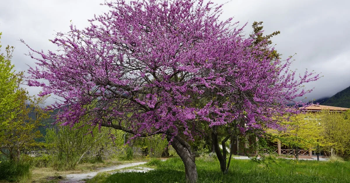 découvrez les inconvénients de l'arbre de judée, ses limitations et les précautions à prendre avant de le cultiver dans votre jardin.