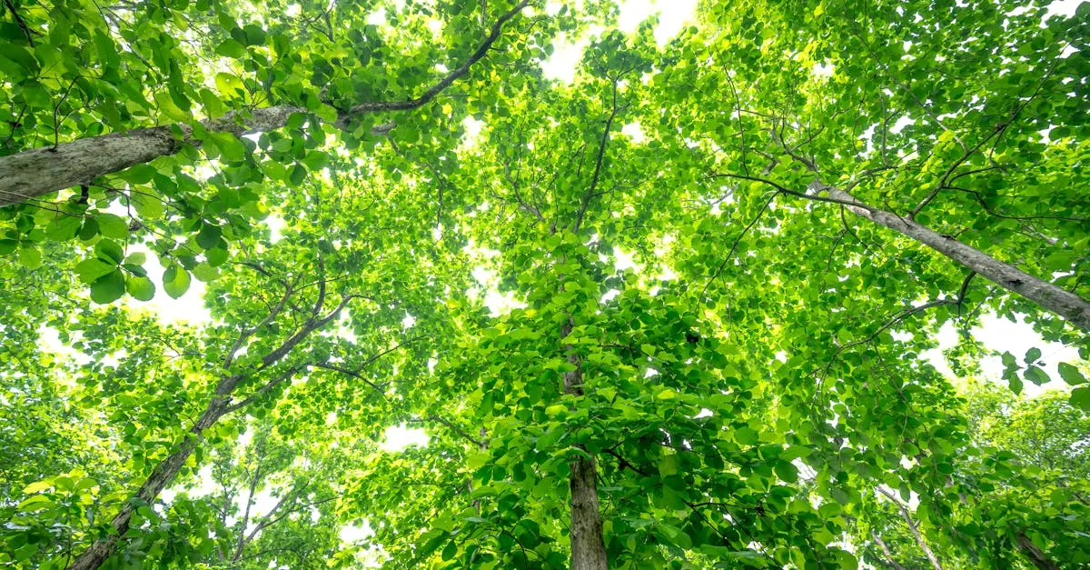 découvrez les inconvénients du paulownia, un arbre au développement rapide, mais avec certains défis à considérer avant sa plantation.