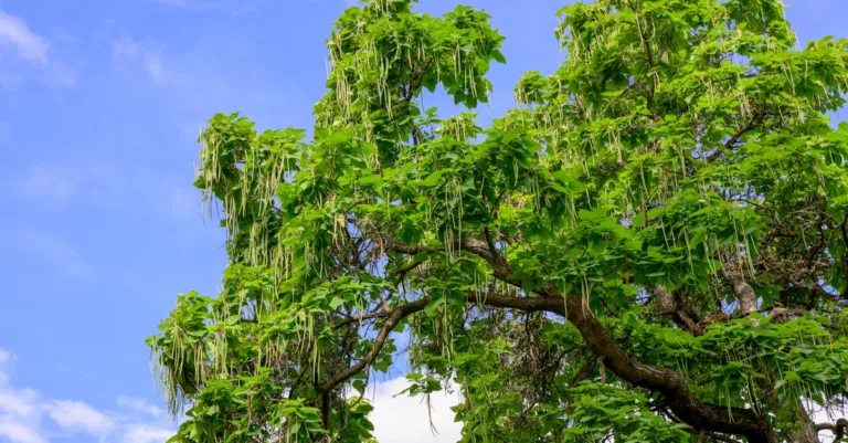 découvrez les inconvénients du paulownia, un arbre à croissance rapide, et apprenez les limites et problèmes potentiels liés à sa culture et son utilisation.