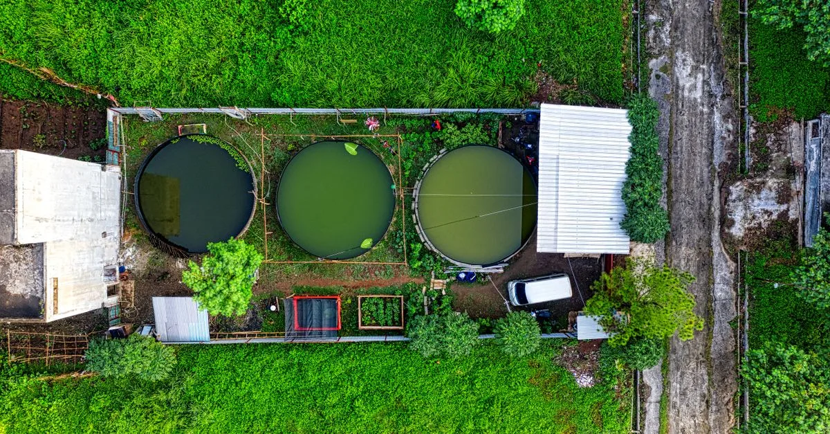 découvrez l'aquaponie, une méthode durable combinant aquaculture et culture hydroponique pour produire des aliments frais tout en préservant l'environnement.