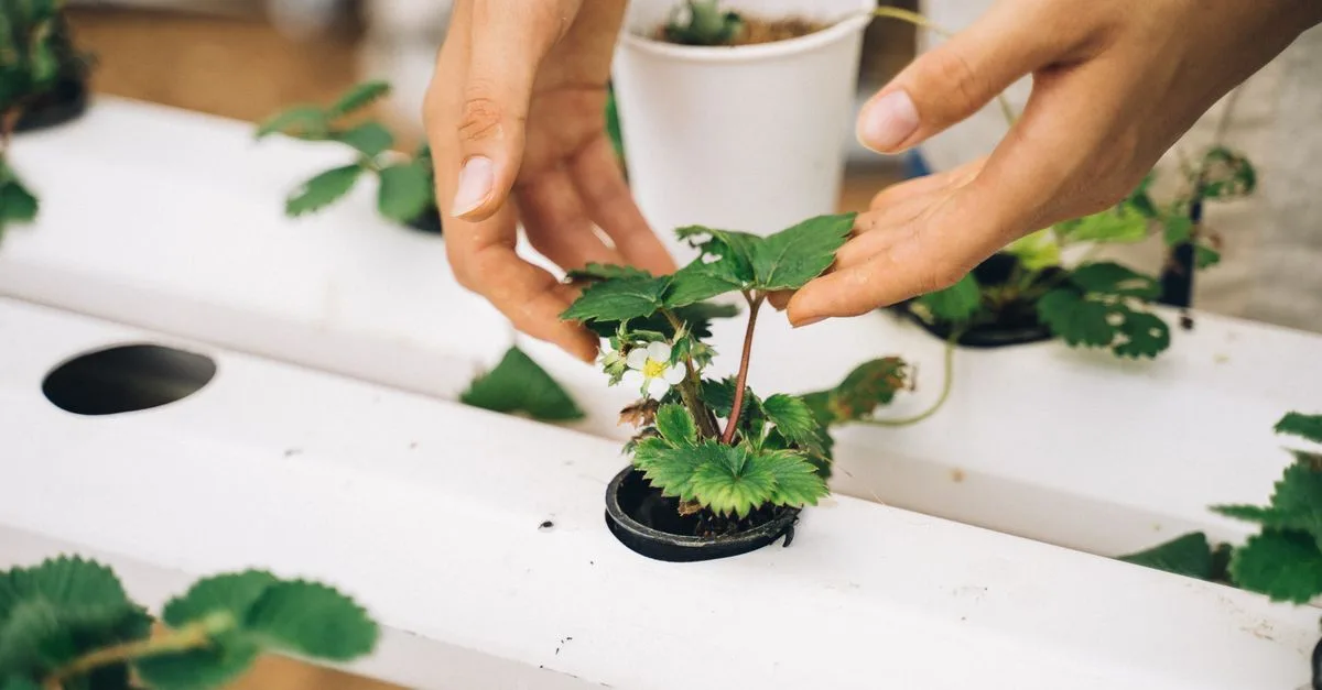 découvrez l'aquaponie, une méthode écologique et innovante combinant pisciculture et culture végétale pour un jardinage durable et autonome.