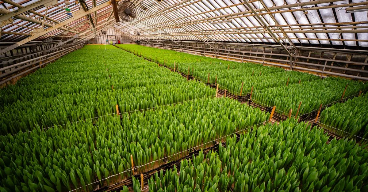 découvrez l'agriculture écologique innovante alliant respect de l'environnement et techniques avant-gardistes pour un avenir durable.