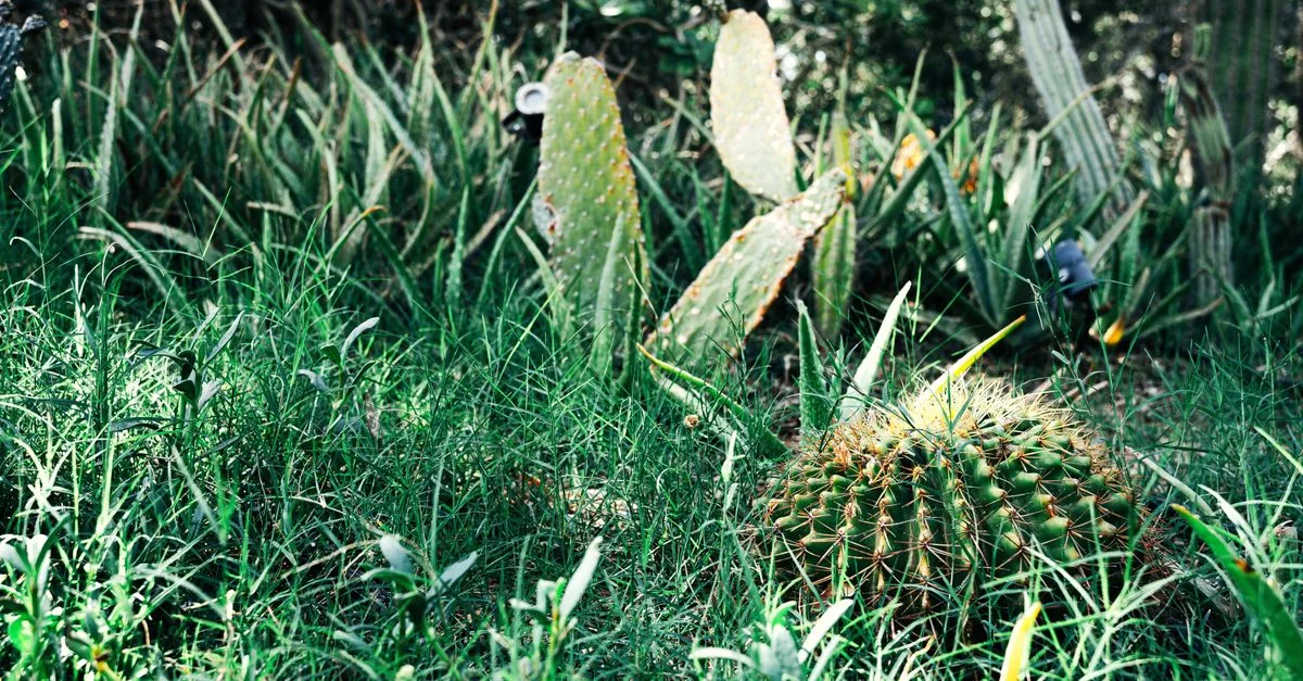 découvrez comment créer un jardin résistant à la sécheresse avec des plantes adaptées, économisez l'eau et embellissez votre espace extérieur durablement.