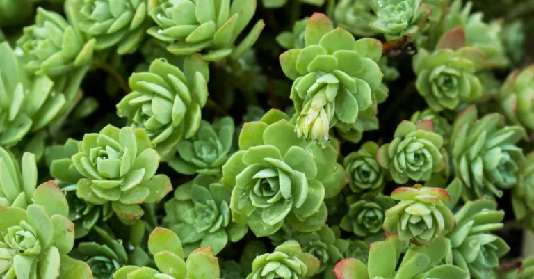 découvrez nos plantes couvre-sol résistantes à la sécheresse, idéales pour un jardin économe en eau et facile à entretenir.