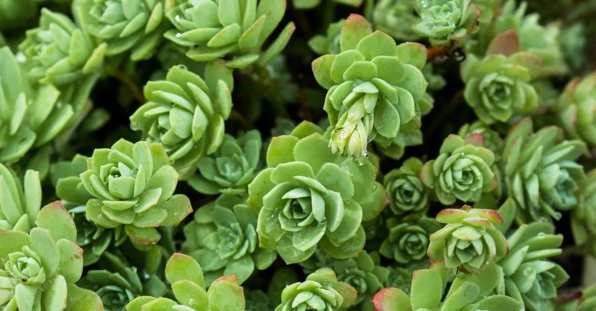découvrez nos plantes couvre-sol résistantes à la sécheresse, idéales pour un jardin économe en eau et facile à entretenir.