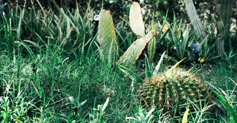 découvrez des solutions efficaces pour protéger votre jardin contre la sécheresse et maintenir vos plantes en bonne santé toute l'année.