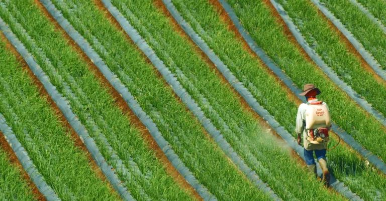 découvrez notre sélection d'herbicides efficaces pour protéger vos cultures des mauvaises herbes et optimiser votre rendement agricole.