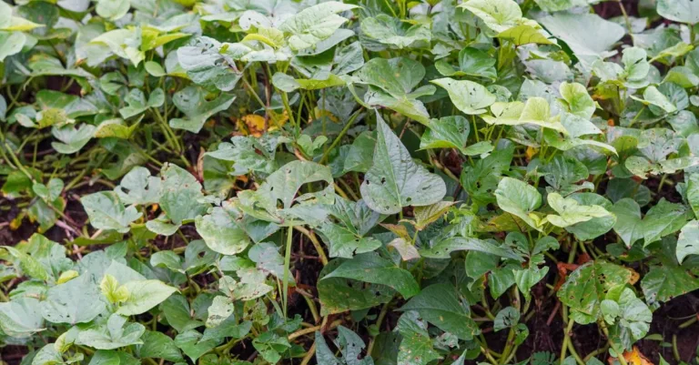 réglementation sur l'utilisation du vinaigre blanc comme herbicide : règles, limites et conseils pour une utilisation sûre et conforme.